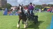 Bexhill Horse Show & Dog Show 2024 in East Sussex on May 27