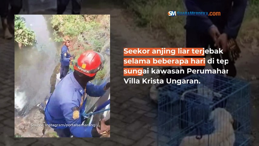 Seekor Anjing Liar Terjebak Selama Beberapa Hari di Tepi Sungai