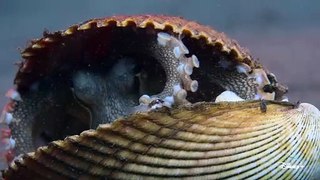 Les secrets de la pieuvre
