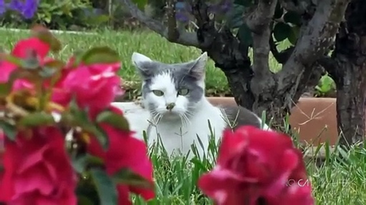 Funny Cats Compilation (Most Popular) Part 1