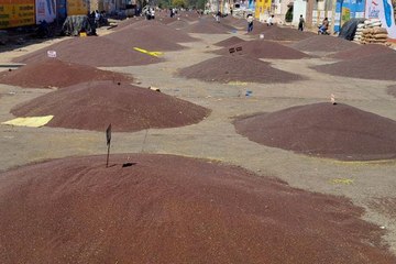 लिवाली के अभाव में सोयाबीन, चना, सरसों व मैथी के भावों में मंदी