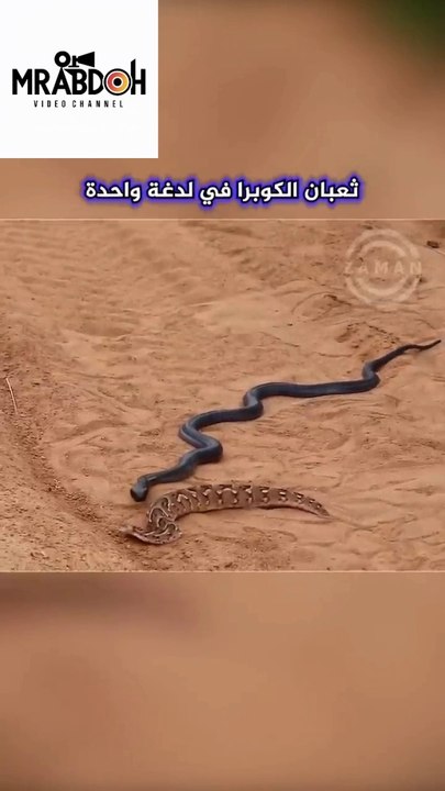 A huge snake devours the Great Snake.. Clash of monsters