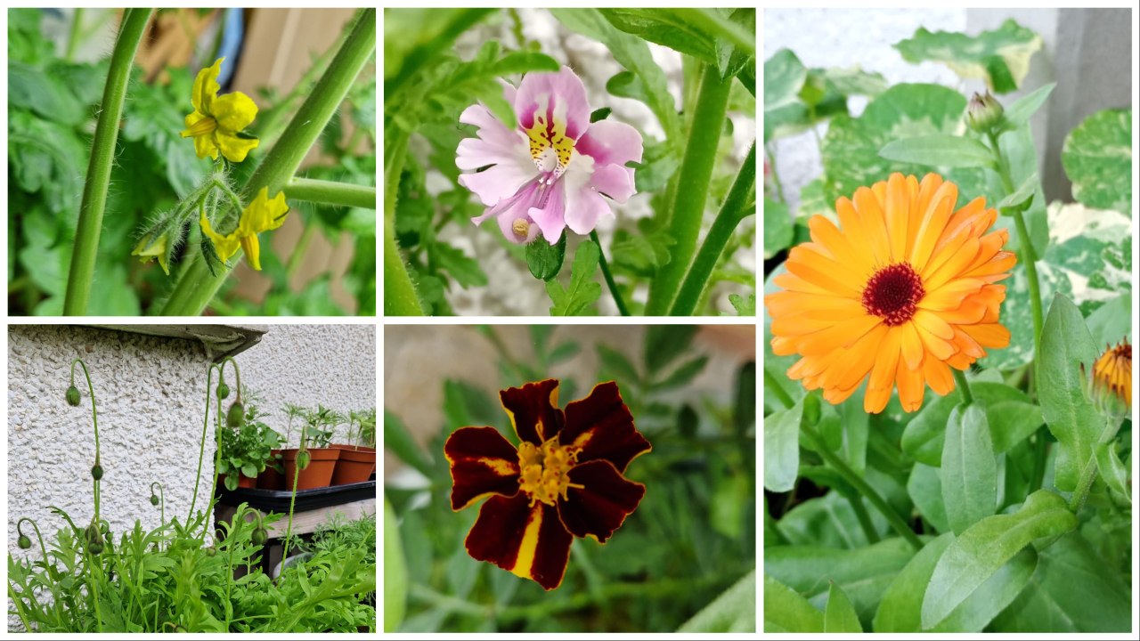 First flowers from seed open 2024 - Gardening With Brendan Week 13