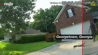 Watch Georgia Cops Capture an Alligator