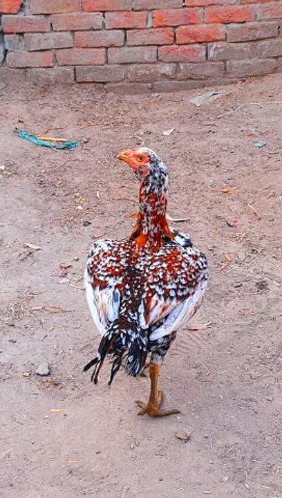 Aseel hen