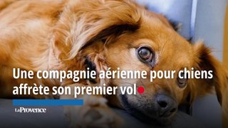 Une compagnie aérienne pour chiens