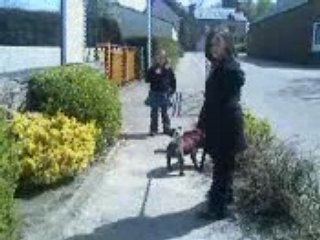 Petite sortie avec les chiens 1