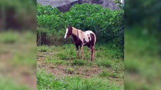 Cavalo é deixado à mercê do frio e da chuva em Cascavel e moradores do Periolo fazem reclamação