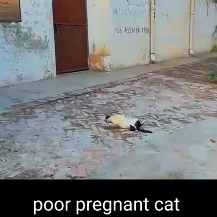 We Rescued a poor pregnant cat | Animals help and Rescue |