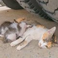 Animals Help and Rescue | Rescued a cat with her kittens |