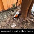 We rescued an injured cat from the road | Animals help and Rescue |