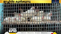 ബ്രോയിലർ കോഴിയിറച്ചി 280 രൂപ വരെ; സംസ്ഥാനത്ത് ഇറച്ചി വില കുത്തനെ വർധിക്കുന്നു