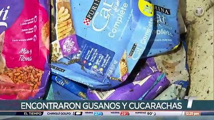 Encuentra a más de 100 gatos en condiciones insalubres en supuesta fundación en Chilibre