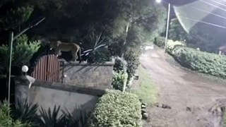 Leoa pula muro de casa, mata cão e foge com corpo do animal no Quênia