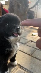 Dogs vs Man Fight Funny || dogs funny video