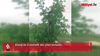 Elazığ’da 3 metrelik dev yılan korkuttu