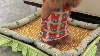 Funny Dogs and cats video