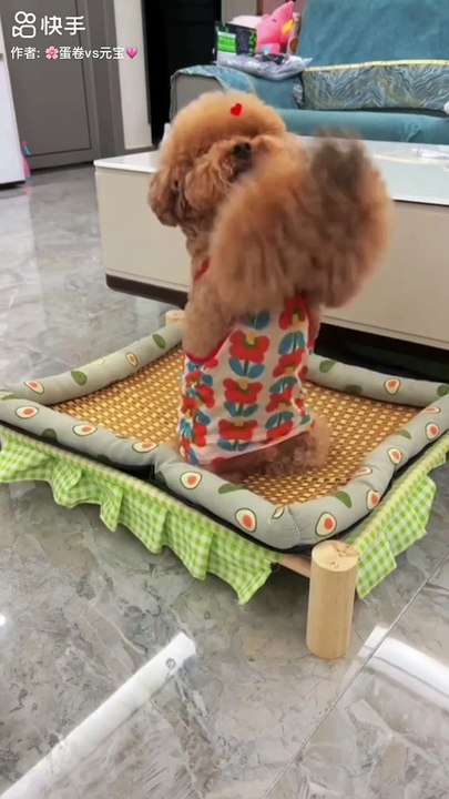 Funny Dogs and cats video