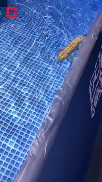 Un drone sous-marin chinois ultra-réaliste (poisson). A priori, l'on pourrait penser que c'est un faux mais il s'agit bien d'un drône. Développé par l'entreprise chinoise Boya Gongdao, le poisson bionique arowana a une autonomie de 6 à 8 heures.