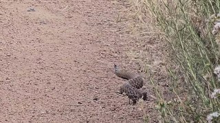 Comienzan a salir serpientes de cascabel en Tijuana