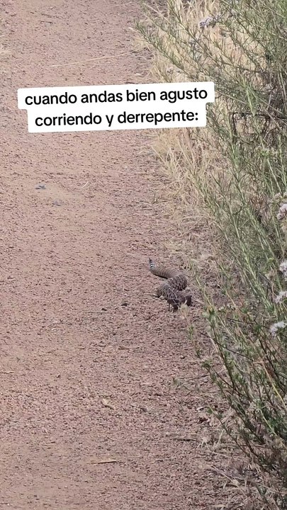Comienzan a salir serpientes de cascabel en Tijuana