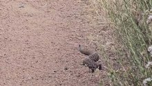 Comienzan a salir serpientes de cascabel en Tijuana