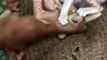 Cute Animal Fights _ Cute Cats