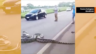 Vaikuttava video: valtava käärme pysäyttää liikenteen ylittäessään valtatien.