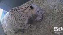 Duas crias de leopardo-das-neves nasceram no zoo de Toronto