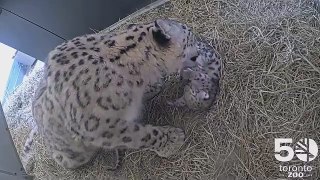 Duas crias de leopardo-das-neves nasceram no zoo de Toronto