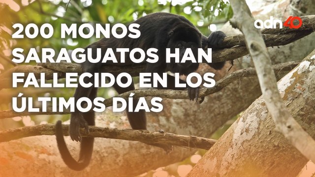 Intensa ola de calor continúa tomando la vida de monos saraguatos llegando a 200 especímenes