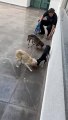 Operação contra maus tratos a animais apreende três cachorros na Ceilândia