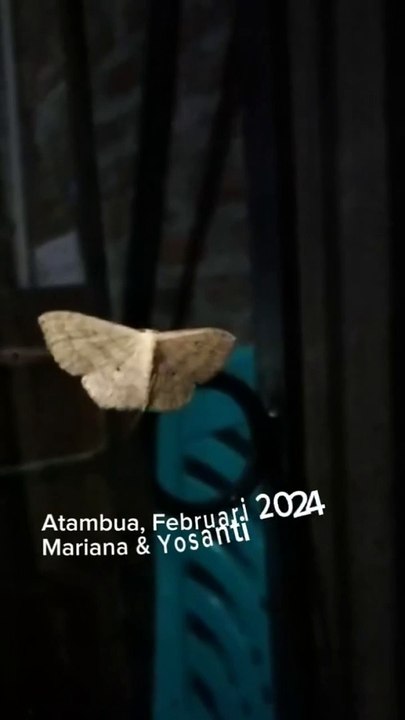 13 idaea eugeniata