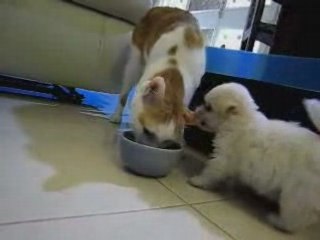 Chat vraiment patient vs Chiot embetant