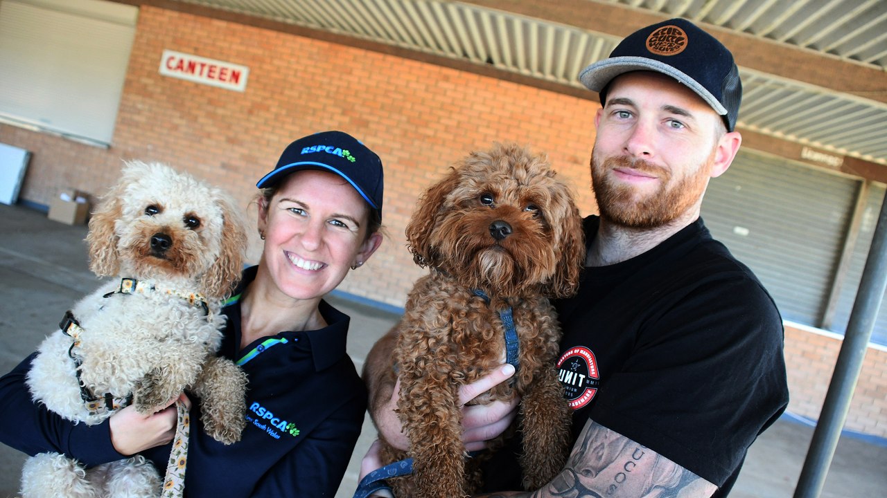 Million Paws Walk in Taree