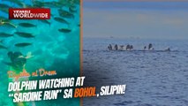 Dolphin watching at “sardine run” sa Bohol, silipin! | Biyahe Ni Drew