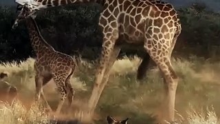 Amazing animal videos