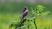 The Corn Bunting: Close Up HD Footage (Emberiza calandra)