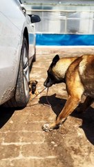 Clever dog