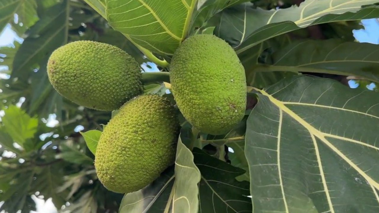 ចំណុចសំខាន់ៗរបស់ដើមសាកេ ដែលកសិករ និងមនុស្សទូទៅគួរយល់ដឹង