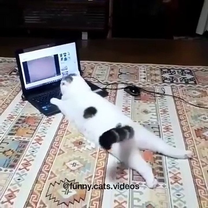 Watch youtube ...... ... ..#cats #cat #catsofinstagram #catstagram #cats_of_world #cats_of_instagram #catsofworld #catsoftheworld #catsofinsta #catslovers #kitten #kittens #kitty #kitties #kittycat #kitten