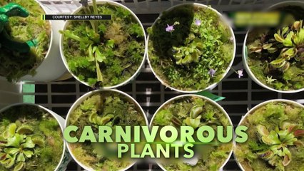 Amazing Earth: Surf for a cause and carnivorous plants