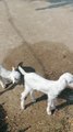 Beautiful cute animal baby goat video