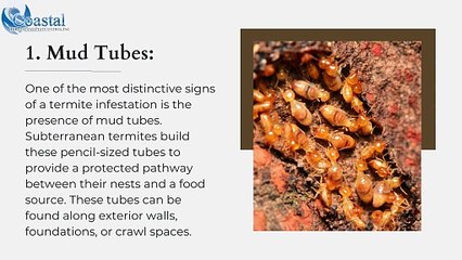 12 Signs of Termite Infestation What San Jose Residents Need to Look For