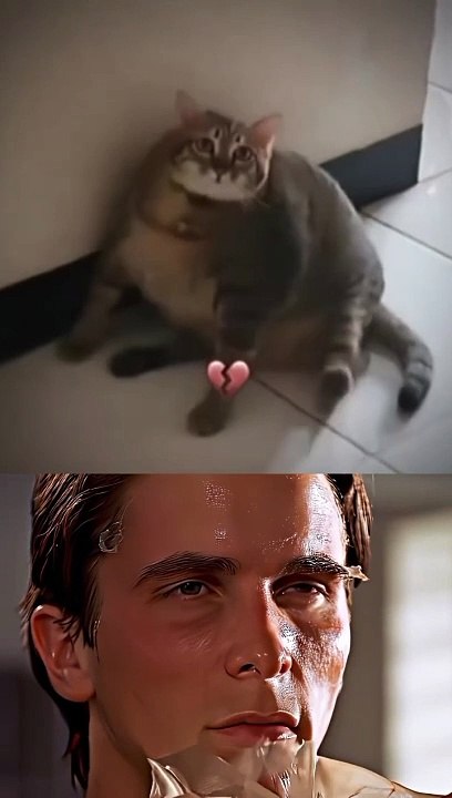 Bombastic fat cat 