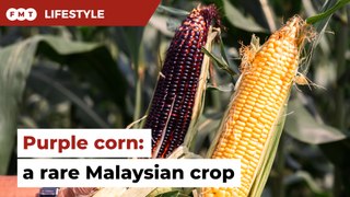Purple corn, an agricultural wonder in Malaysia