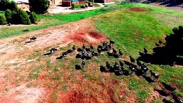 Cantero de Letur: una herencia, 20 vacas, un legado utópico y el sueño ecológico de Paco Cuervo