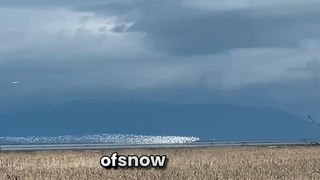 Nature's Magic! Snow Geese Paint the Sky with a Shimmering Ribbon