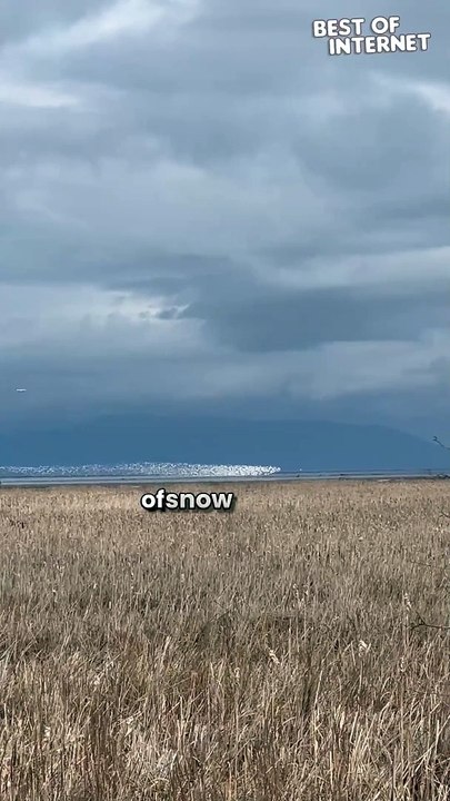Nature's Magic! Snow Geese Paint the Sky with a Shimmering Ribbon
