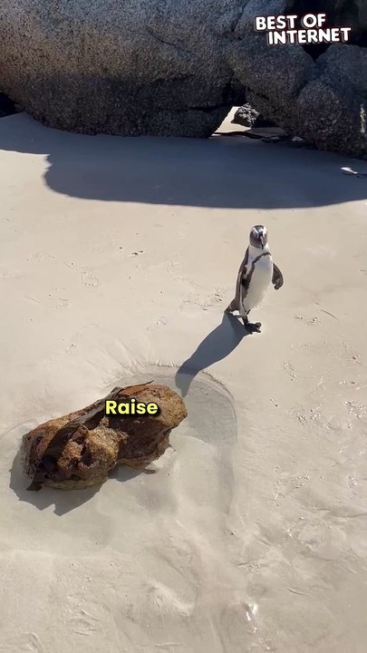 Penguin BFFs! Toddler & Penguin Play Hide & Seek on Boulders Beach